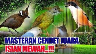 Masteran Cendet Juara Isian Mewah Cililin, Kapas Tembak, Love Bird, C. jenggot dan Kenari