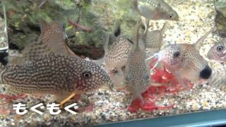 赤虫をぺろりと平らげるコリドラス／Feeding Bloodworms to Corydoras