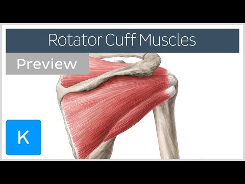 Which muscles are the rotator cuff muscles?