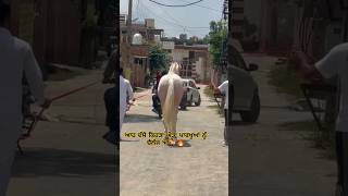 ਆਹ ਦੱਸੋ ਕਿਹੜਾ ਘੋੜਾ #horse #horses