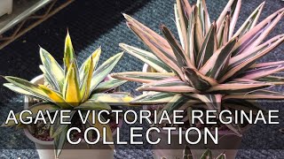 My Full Agave Titanota Collection 2025