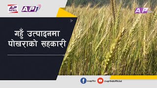 बाँझो जमीनको उपयोग गर्दै गहुँ उत्पादनमा पोखराको सहकारी | Wheat Farming in Pokhara