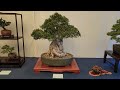 bonsai spring show by psba puget sound bonsai association from seattle washington usa