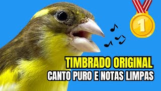 Canto PURO e LIMPO de TIMBRADO ORIGINAL para ENCARTE (9 Blocos de 10 min e 5 min descanso)