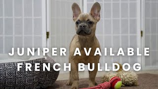 Juniper Our Available French Bulldog Puppy at Woodland Frenchies!