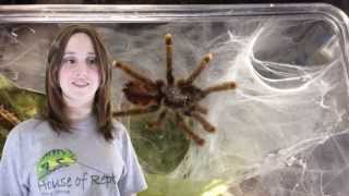 House of Reptiles, Portland, Oregon area - Animal Spotlight (Guyana Pink-toe Tarantula)