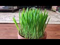 how to grow cat grass in pot