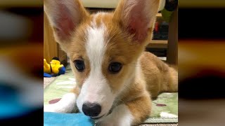 子犬が我が家にやってきた（コーギー４ヶ月）