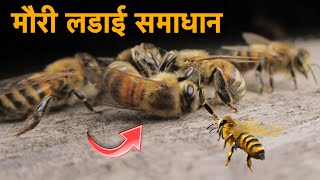 मौरी लडाई समाधान || Nepal Bee Keeping