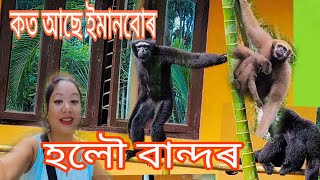 Gibbon হলৌ বান্দৰ|| Tinsukia || PM Pallabi's Vlogs ||