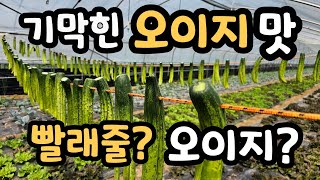 빨래줄? 오이장아찌 만드는과정 하루만에 먹는 초간단 간장장아찌