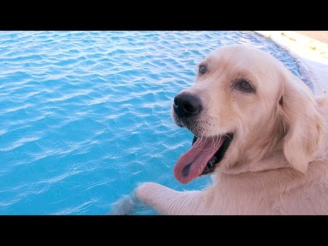 Funny Dogs Swimming in Pool Compilation NEW Funny Dogs Swimming in Pool Compilation NEW