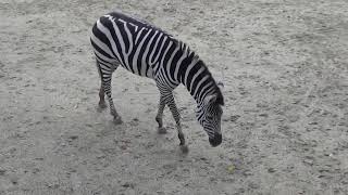 【福岡市動物園】シマウマ　🦓♀ミズキ