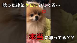 [Pomeranian dog] [Angry Pomeranian] Are you really angry? #Shorts