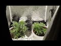 Week 2 Flower- Dispensary Bagseed Update