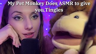 Mr Monks the Monkey does ASMR to give Tingles - Combo of Fast & Aggressive / Slow Relaxing Triggers
