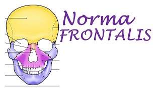 Chp1 | Norma FRONTALIS | Skull | BD Chaurasia | Dr Asif Lectures