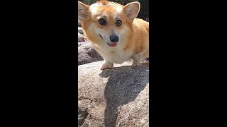 石の上を歩くコーギー / Corgi walking on stones #コーギー #corgi #サクラ