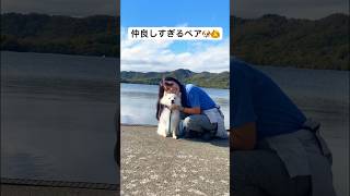 何するにも一緒な仲良しすぎるこのコンビ　#dog #shorts