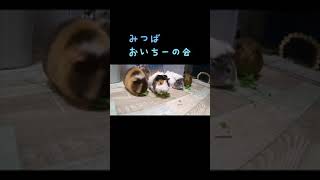 【モルモット】みつばおいちーの会 party time♪♪