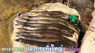 ดำตกปลากระทิงในธรรมชาติ ตกง่ายแค่หารูเจอ ดำตกปลากระทิงในแม่น้ำเมย