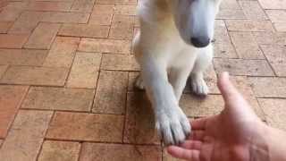 Amazing Grace the White Shepherd Smart Puppy