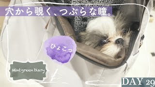 【シーズー】袋の中からひょっこり！初めてのスリング体験に戸惑う子犬【29日目】Puppy  is looking at you from the sling bag!