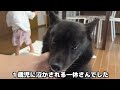 甲斐犬一休が臆病すぎてこうなりましたw【甲斐犬と子供と猫】