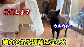 甲斐犬一休が臆病すぎてこうなりましたw【甲斐犬と子供と猫】