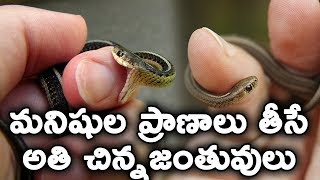 మనిషుల ప్రాణాలు తీసే అతి చిన్నజంతువులు || 10 SMALLEST ANIMALS That Can Kill You || T Talks