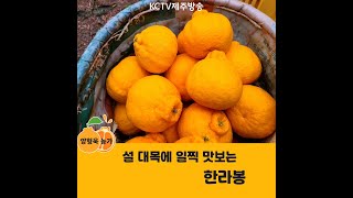 설 대목에 일찍 맛보는 한라봉