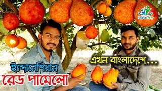 ইন্দোনেশিয়ান রেড পামেলো (Red Pamelo) বাংলাদেশে চাষ হচ্ছে | উদ্যোক্তার খোঁজে