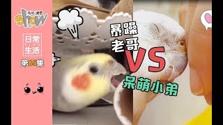 暴躁小鹦鹉VS呆萌小鹦鹉！玄凤鹦鹉Cockatiel