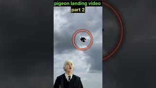 pigeon landing video part 2 | #pigeon #kabootar #shortsfeed #shorts