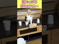 【猫動画】紙コップで遊んでいたら頭が・・・ shorts