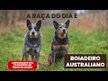 Boiadeiro australiano - o verdadeiro cowboy de quatro patas