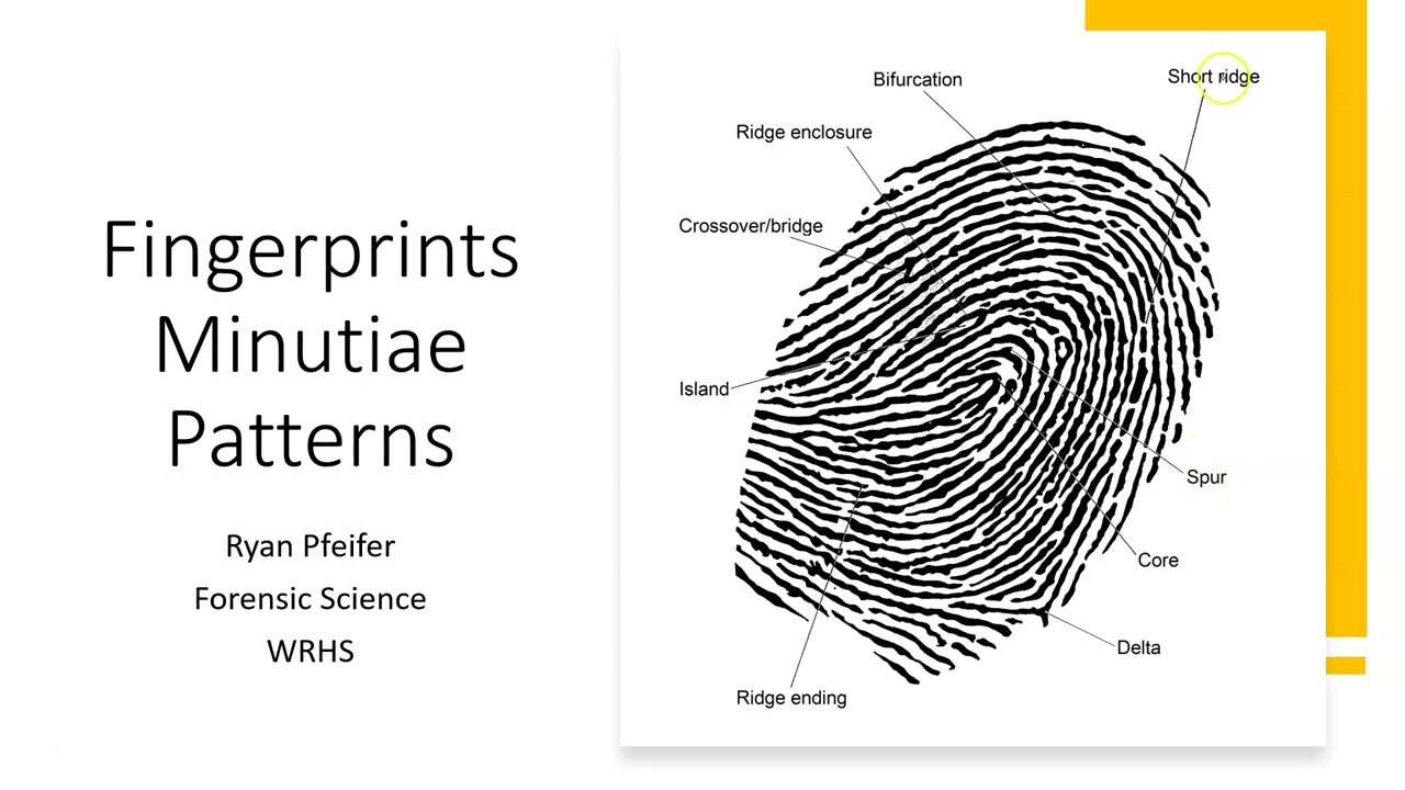 Fingerprint Minutiae Patterns - YouTube