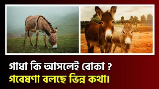 গাধা কি আসলেই বোকা ? Is the donkey really stupid?