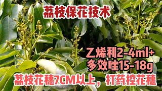 荔枝花穗7cm以上時，打乙烯利+多效唑，控花穗長度，減少人工疏花    litchi flower ear is more than 7cm, use ethephon + paclobutrazol