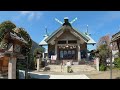 東京百景13：簸川神社の桜　／　views of tokyo cherry blossoms at hikawa shrine