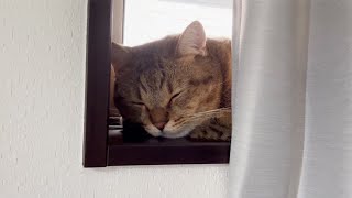 お仕事中にサボって居眠りする猫を撮っていたら…