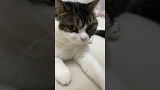 🐈息子猫がパパ猫に甘えようとしたら…泣 #shorts