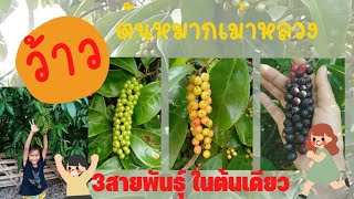 ต้นเม่า  3สายพันธุ์ในต้นเดียว  ต้นหมากเม่า ต้นมะเม่าหลวง3ใน1