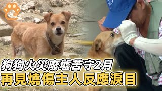 狗狗衝進火場救主人被砸暈，火災廢墟中死等主人身影，再次見到重傷主人，反應讓人淚目【狗狗 救人 感动 火灾 泪目】