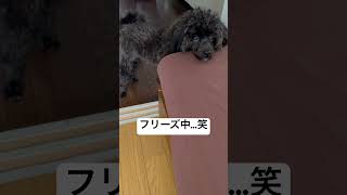 百獣の王獅子丸♂あざと可愛い男のこ🐾