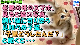 525【猫のほのぼの話】老齢の母のスマホ、見ると猫の写真。飼い猫に寄り添う見知らぬ子猫。「子猫どうしたんだ？」と聞くと・・・