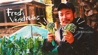 I grew organic vegetables in my raised bed garden