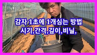 감자 1초에 1개심는 방법 감자심는 파종기,시기,방법,간격 깊이 감자비닐 귀농귀죤 주말농장,텃밭,농사농부,농업