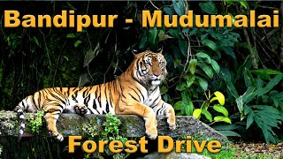 BANDIPUR TO MUDUMALAI | Forest drive | #ooty #bandipurtigerreserve