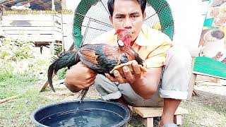 cara menjinakan ayam hutan yang baru dapat || wild jungle fowl